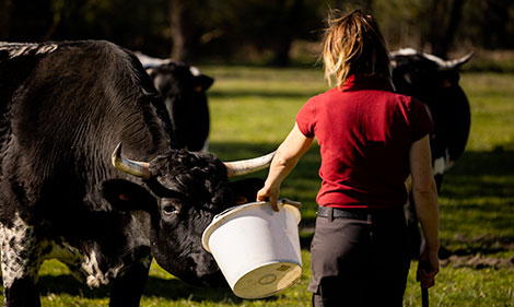 2012, arrivée des vaches bordelaises à Giscours