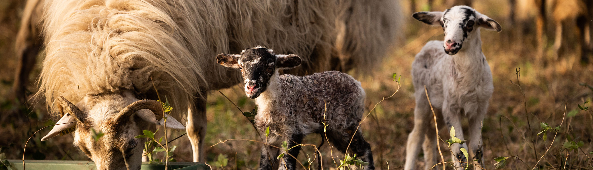 Many lambs are born at Giscours every year