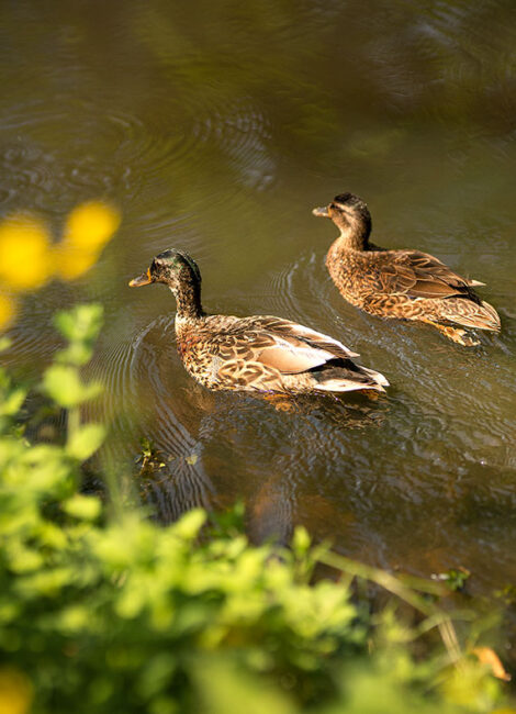 The Giscours ducks in their natural habitat