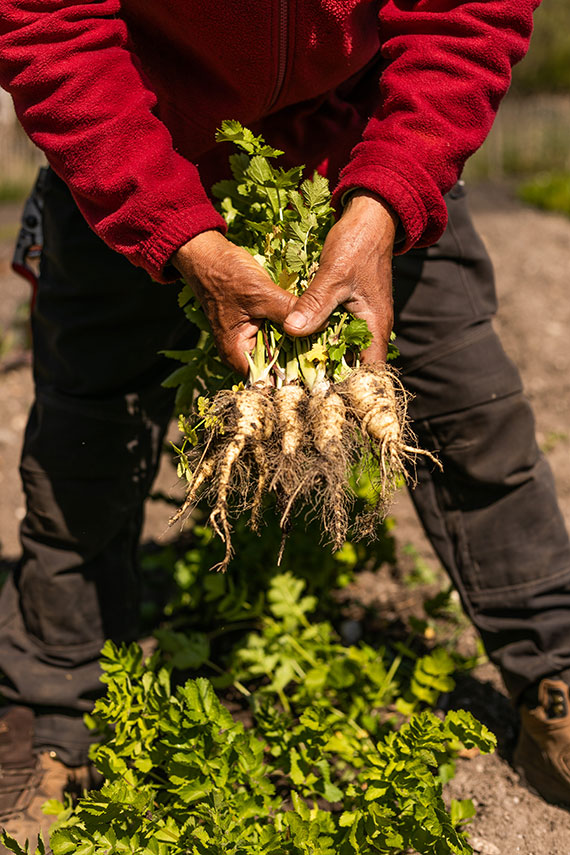 Discover the Giscours Vegetable Garden - Château Giscours