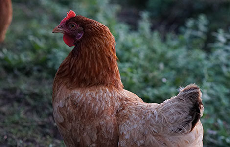 Les poules de notre poulailler offrent des oeufs frais à la cuisine de Giscours