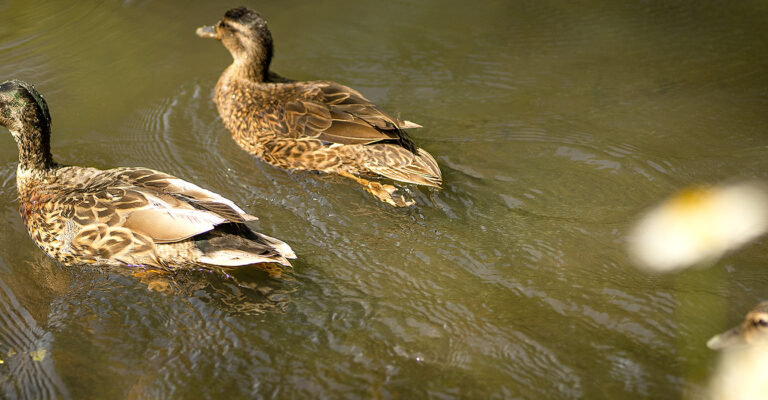 The ducks of Giscours Park