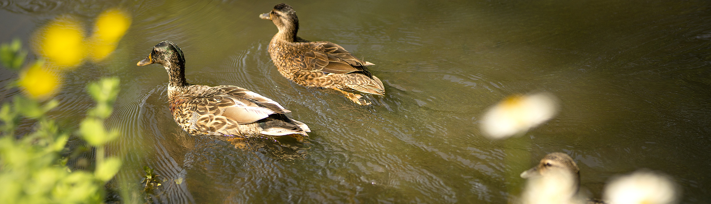 Les canards du Parc Giscours