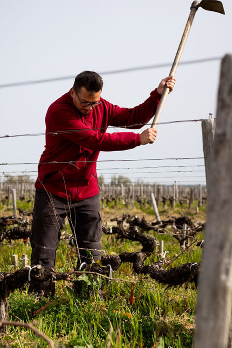 Maintaining the Giscours vines by hand