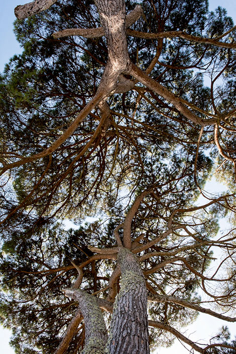 The pines of the Giscours forest