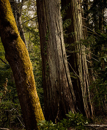 Les séquoias de la forêt Giscours