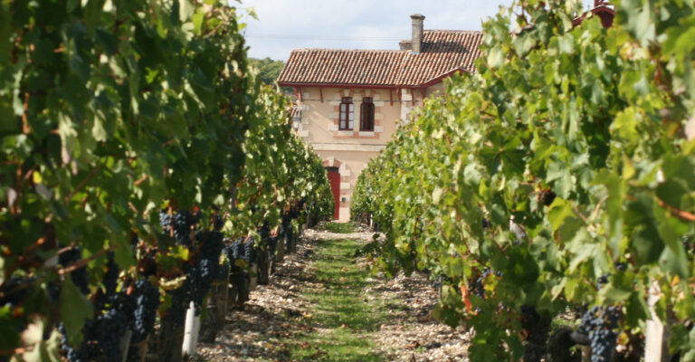 The Giscours vineyards
