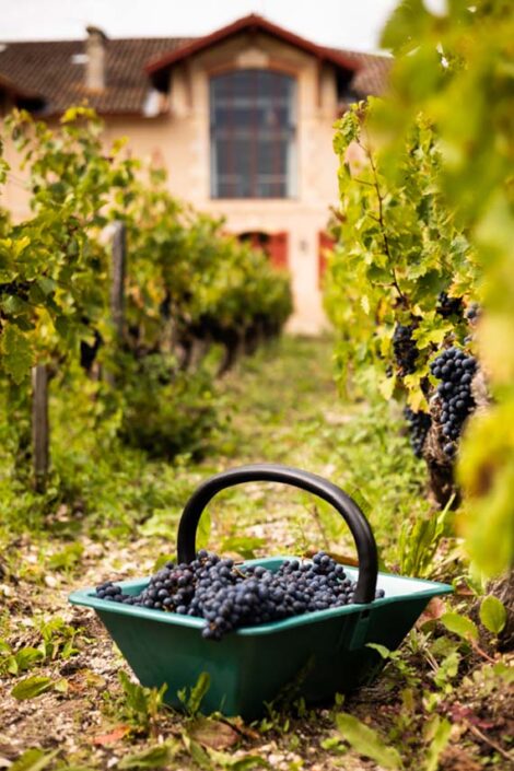 Récolte de raisin dans les vignes de Giscours