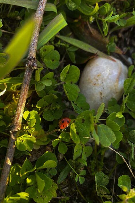 Ladybug in the vineyard