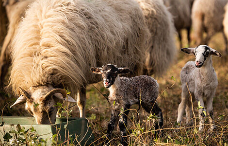 Les moutons et agneaux de Giscours