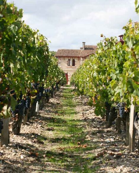 Les vignes de Giscours en appellation Margaux