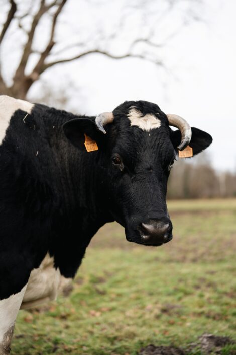 Our bordelais cattle flourish in the meadows at Giscours